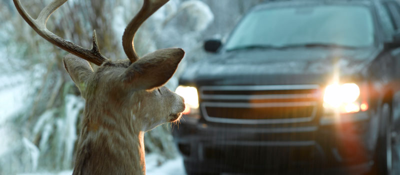 Driving Dangers: Responding to Four Unexpected Incidents